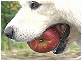 えくぼ きょうのわんこ 写真4