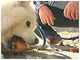 えくぼ きょうのわんこ 写真5