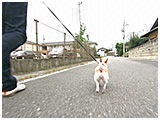 チロル きょうのわんこ 写真2
