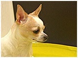 チロル きょうのわんこ 写真4