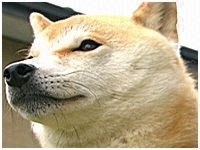 ゆず きょうのわんこ 写真1