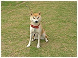 ゆず きょうのわんこ 写真2