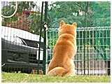 ゆず きょうのわんこ 写真3