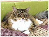 ゆず きょうのわんこ 写真4