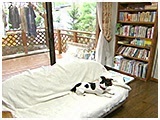 ジャック きょうのわんこ 写真2