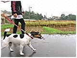 ジャック きょうのわんこ 写真4