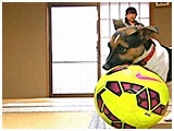 ジャック きょうのわんこ 写真5