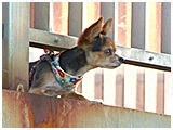 テキーラ きょうのわんこ 写真3