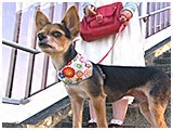 テキーラ きょうのわんこ 写真5