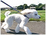ファルク きょうのわんこ 写真2