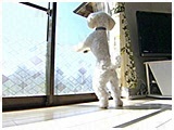 ファルク きょうのわんこ 写真4