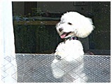 ファルク きょうのわんこ 写真5