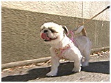 プリン きょうのわんこ 写真3