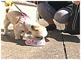 プリン きょうのわんこ 写真4