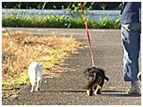 ひな きょうのわんこ 写真4