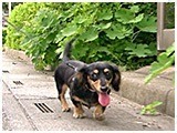 もも きょうのわんこ 写真3