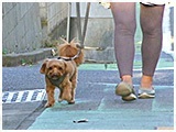 琥珀 きょうのわんこ 写真2