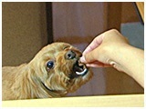 琥珀 きょうのわんこ 写真5