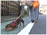 ぴな きょうのわんこ 写真4