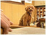 ダダ きょうのわんこ 写真4