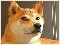 ロン きょうのわんこ 写真1