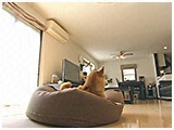 ロン きょうのわんこ 写真2