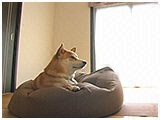 ロン きょうのわんこ 写真3