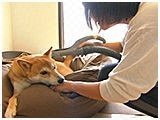 ロン きょうのわんこ 写真4