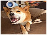 ロン きょうのわんこ 写真5