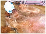 チェルシー きょうのわんこ 写真4