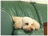 メル きょうのわんこ 写真3