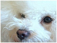 ノエル きょうのわんこ 写真1