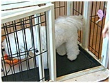 ノエル きょうのわんこ 写真3