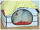 ノエル きょうのわんこ 写真4