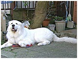 ライ きょうのわんこ 写真2