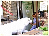 ライ きょうのわんこ 写真4