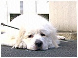 ライ きょうのわんこ 写真5