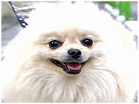 桃太郎 きょうのわんこ 写真1