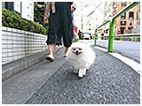 桃太郎 きょうのわんこ 写真2
