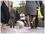 桃太郎 きょうのわんこ 写真3