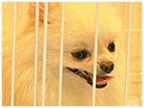 桃太郎 きょうのわんこ 写真5