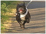 ルーク きょうのわんこ 写真5