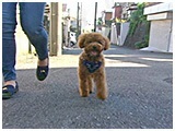 アトム きょうのわんこ 写真2