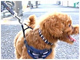 アトム きょうのわんこ 写真3