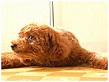 アトム きょうのわんこ 写真5