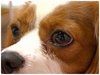 ミルキー きょうのわんこ 写真1