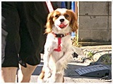 ミルキー きょうのわんこ 写真4