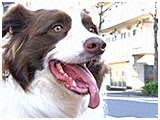 太輔 きょうのわんこ 写真3