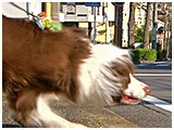 太輔 きょうのわんこ 写真4