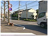 太輔 きょうのわんこ 写真5